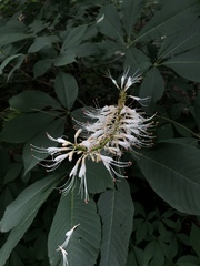 Aesculus parviflora