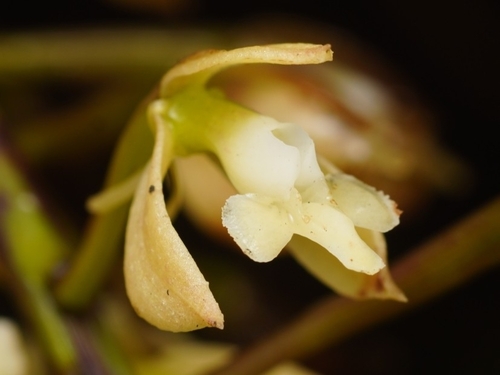 Epidendrum ruizianum Lindl. 2