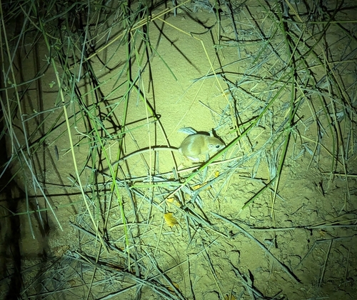 Baluchistan Gerbil