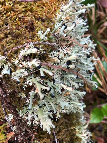 Bunodophoron melanocarpum