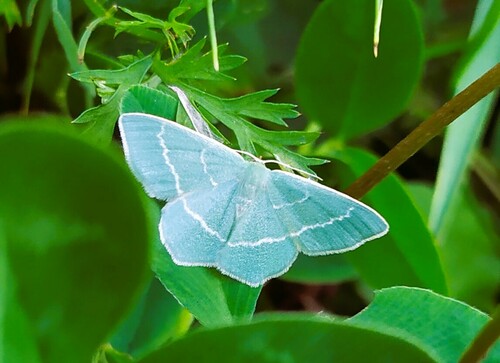 Mažasis Žaliasprindis nuotrauka
