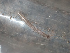 Caseyidae