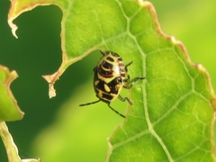 Eurydema oleracea