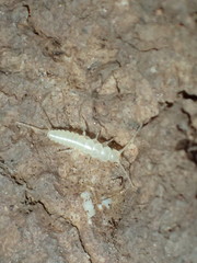 Nicoletiidae