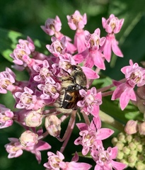 Trichiotinus affinis