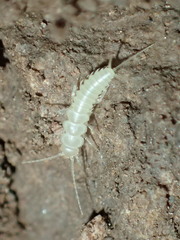 Nicoletiidae