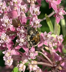Trichiotinus affinis