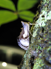 Chrysanympha formosa