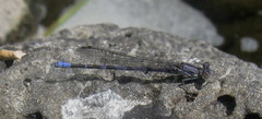 Argia emma