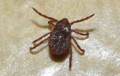 Rhipicephalus sanguineus