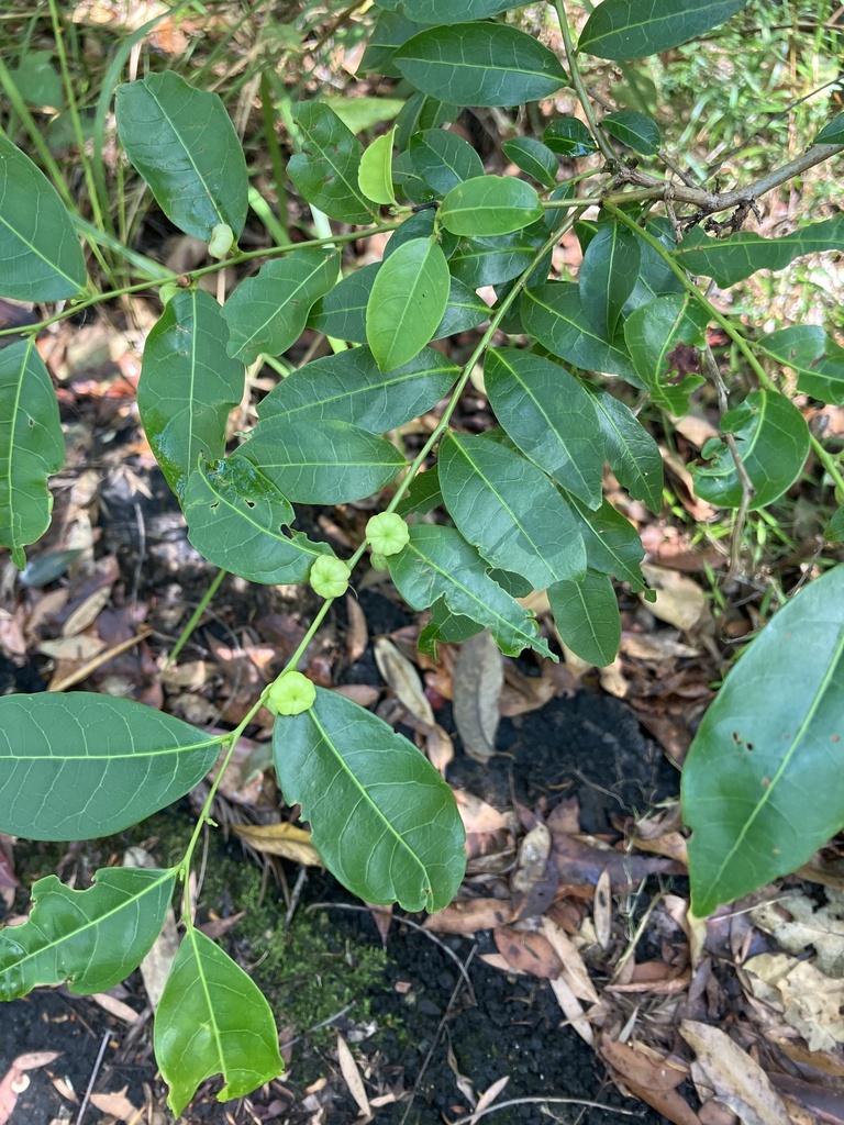 Cheese Tree from Landsborough, QLD, AU on November 1, 2024 at 08:43 AM ...