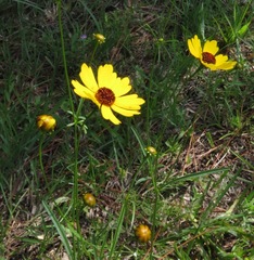 Coreopsis gladiata