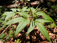 Cardamine enneaphyllos