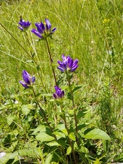 Campanula foliosa