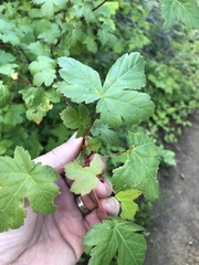 Acer glabrum