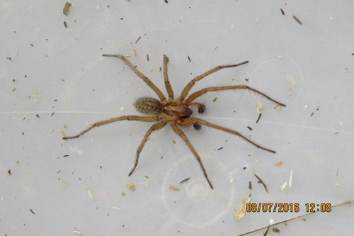 Hobo spider
