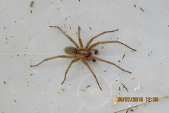 Hobo Spider