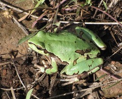 Arizona Treefrog photo 2