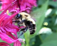 Bombus bimaculatus