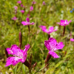 Dianthus deltoides