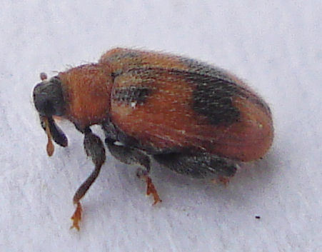 European Elm Flea Weevil