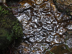 Serpulaceae