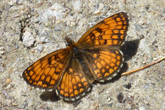 Melitaea celadussa