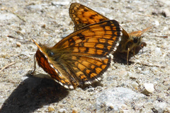 Melitaea celadussa