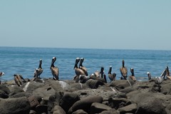 Pelecanus occidentalis