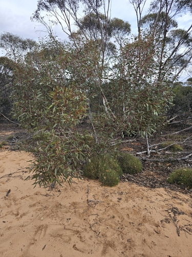 Image of Ridge-Fruited Mallee (Eucalyptus incrassata) by (c) Michael McBain, some rights reserved (CC BY)