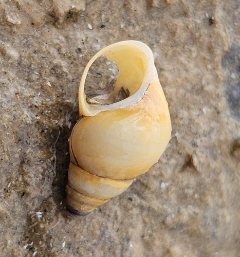 taxonomy_inaturalist image for Elimia livescens