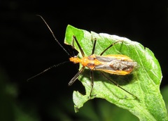 Repipta taurus