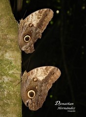 Caligo telamonius memnon