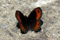 Erebia montanus