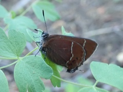 Callophrys johnsoni