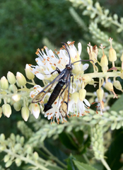 Synanthedon exitiosa