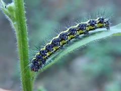 Gnophaela latipennis