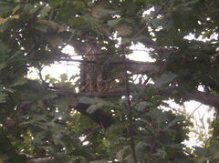 Accipiter cooperii
