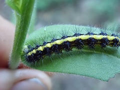 Gnophaela latipennis