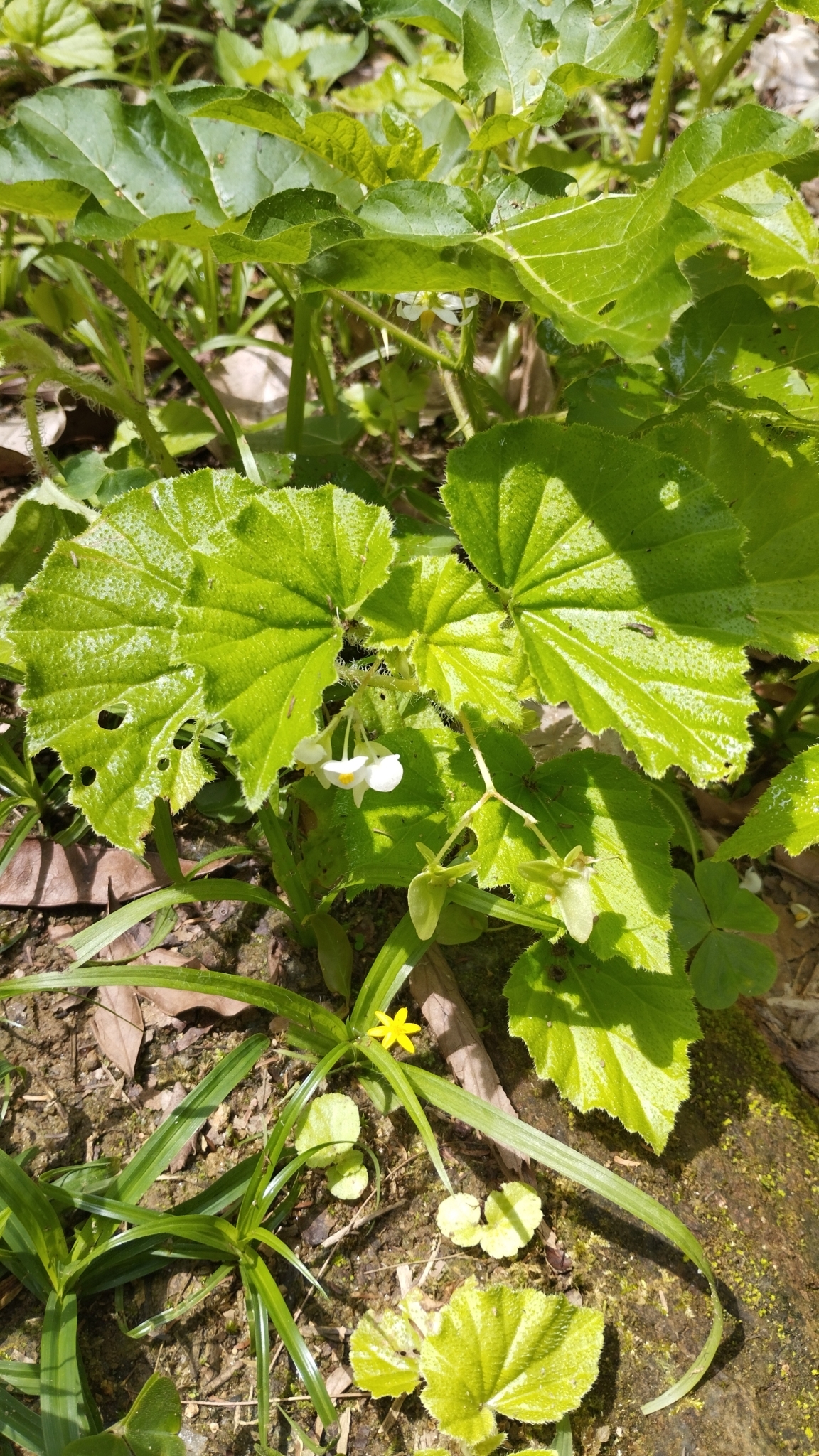 Begonia hirtella