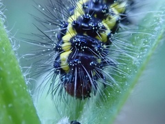 Gnophaela latipennis