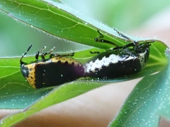 Cosmopepla uhleri
