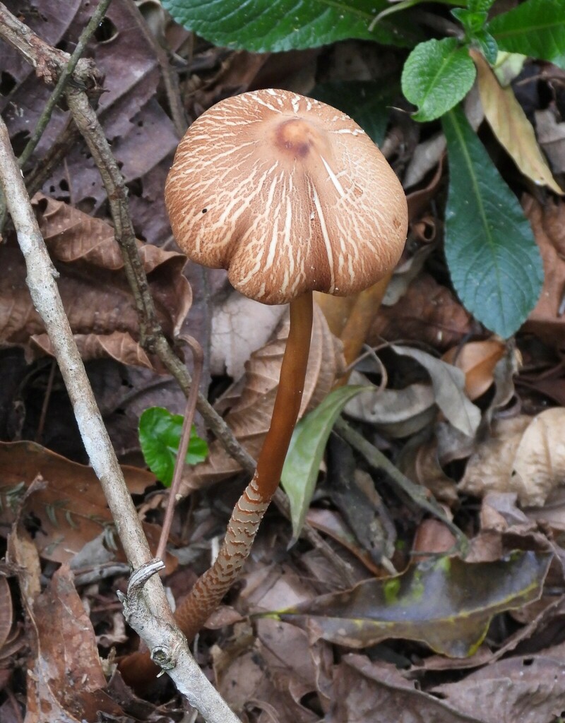 Macrolepiota capelariae · November 2024 · photo: © pedro1203 (iNaturalist, cc-by)