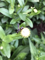 Euodynerus leucomelas