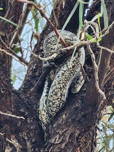 Inland Carpet Python sighting