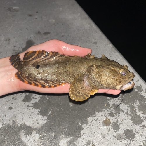 Gulf Toadfish