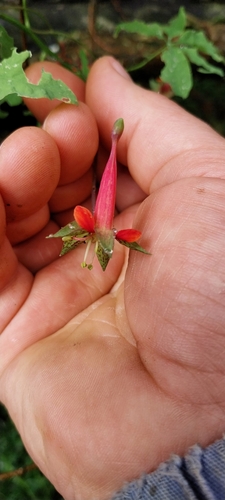 Image of Tropaeolum pentaphyllum by (c) Edson Luis Fabro Gasperin, some rights reserved (CC BY-SA)