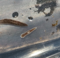 Dendrocoelum lacteum