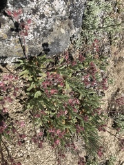 Horkelia hendersonii