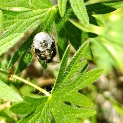 Holcostethus sphacelatus